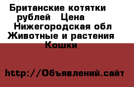 Британские котятки 700 рублей › Цена ­ 700 - Нижегородская обл. Животные и растения » Кошки   